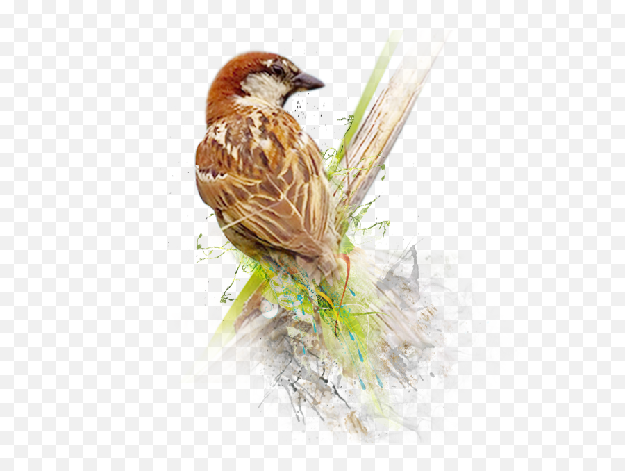 Sparrow Png Image - World Sparrow Day 2019 Theme,Sparrow Png