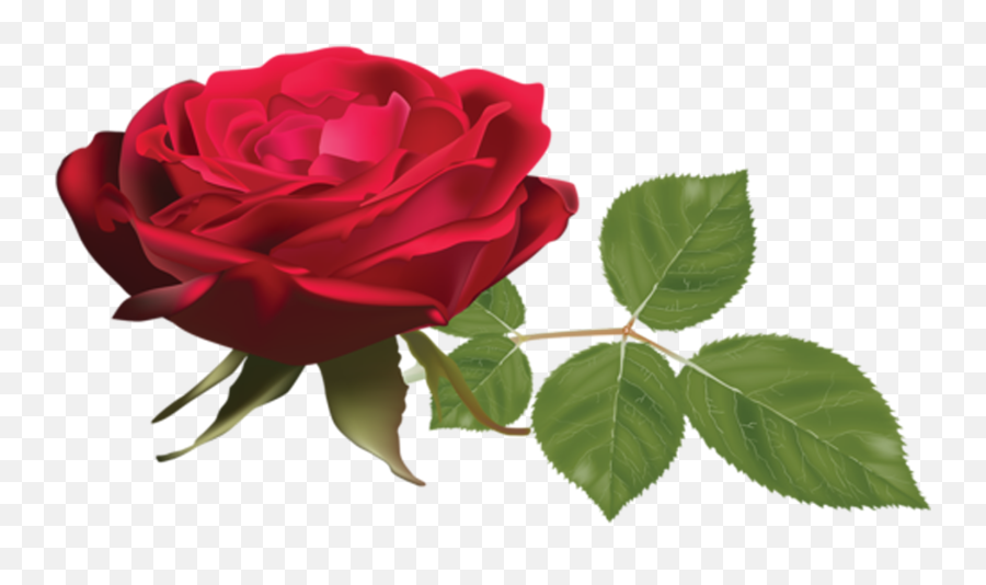 Download Hd Hojas Png - Rose Transparent Png Image Nicepngcom Garden Roses,Hojas Png