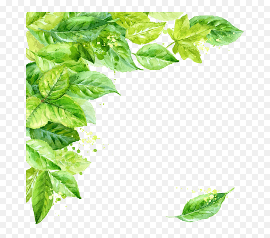 Basil Plant Drawing - Transparent Background Leaves Png,Basil Png