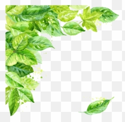 Basil Plant Drawing - Transparent Background Leaves Png,Basil Png