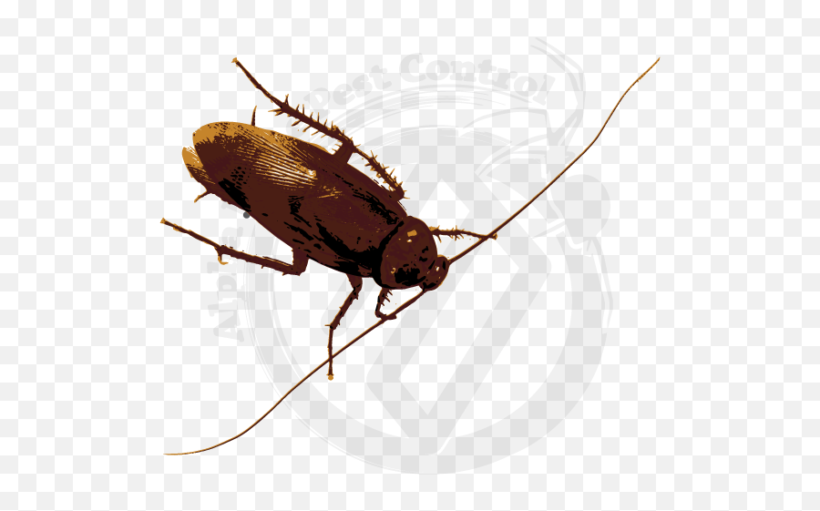 American Cockroach - Alpha Home Pest Control Longhorn Beetle Png,Cockroach Transparent