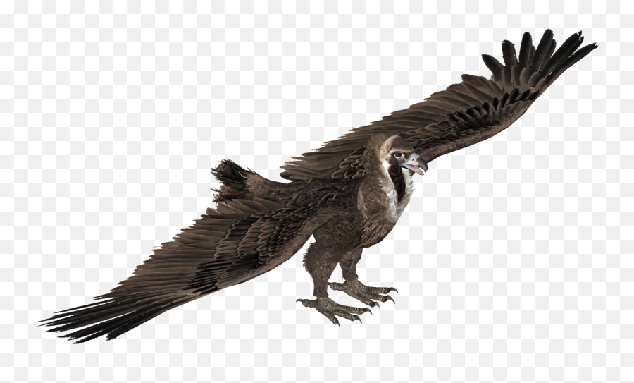 Cinereous Vulture - Vulture With No Background Png,Vulture Png