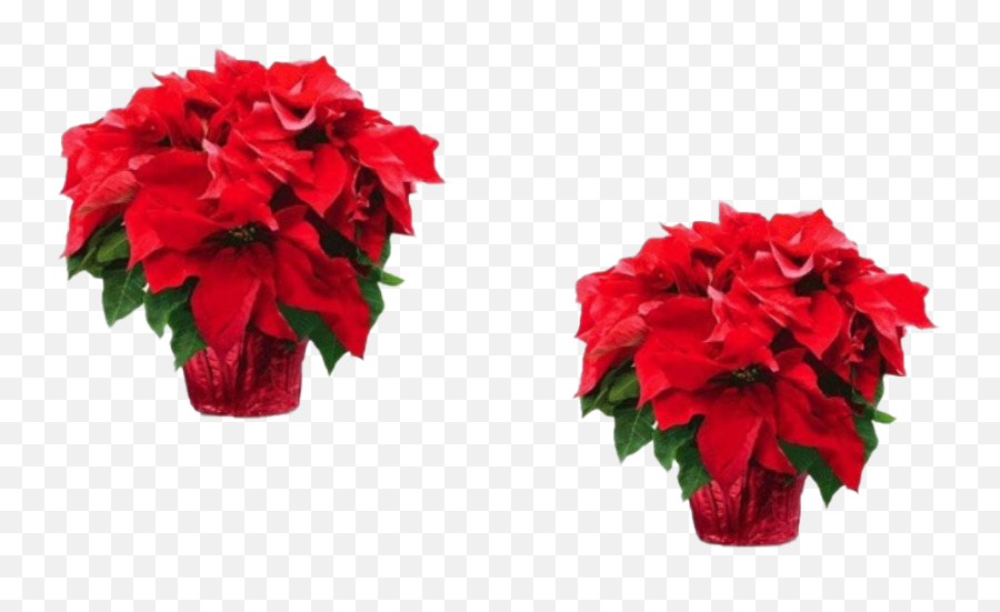 Fresh Poinsettias Png Transparent - Poinsettia,Bougainvillea Png