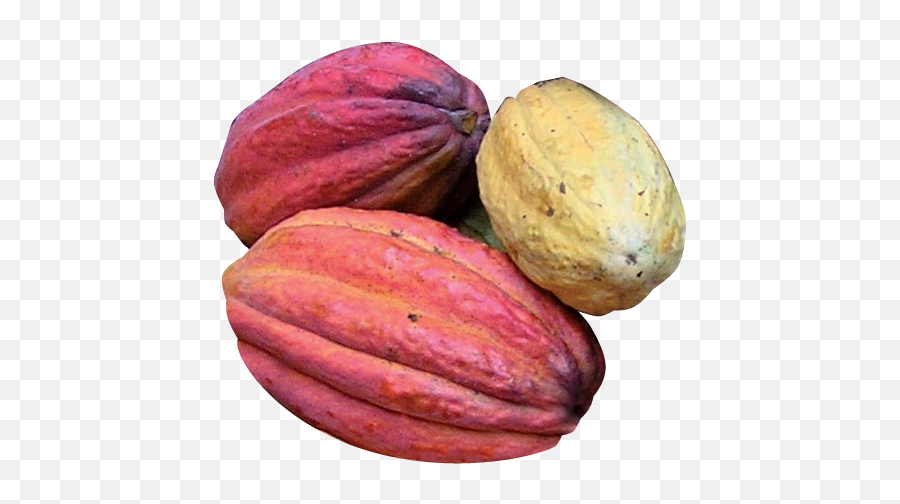 Cabosse De Cacao Png - Kola Nuts Png,Cacao Png