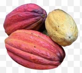 Cabosse De Cacao Png - Kola Nuts Png,Cacao Png