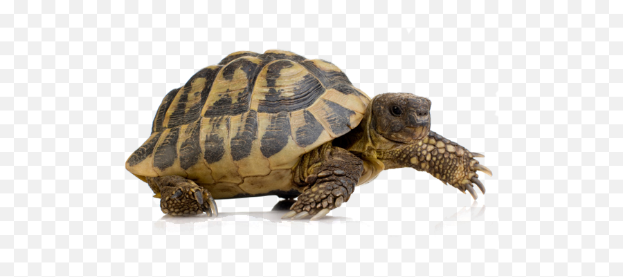 69 Turtle Png Images For Free Download - Hermann Tortoise,Turtle Png