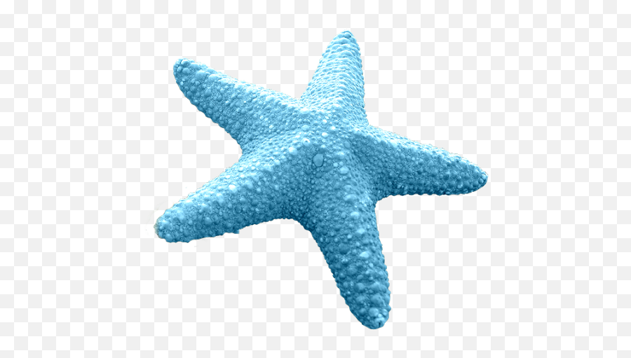Starfish Sea Clip Art - Starfish Transparent Png Image Blue Starfish Transparent Background,Sea Png