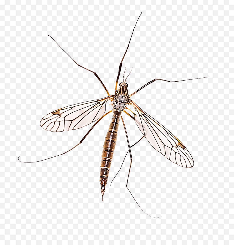 Crane Fly Transparent Png Image - Crane Fly,Fly Png