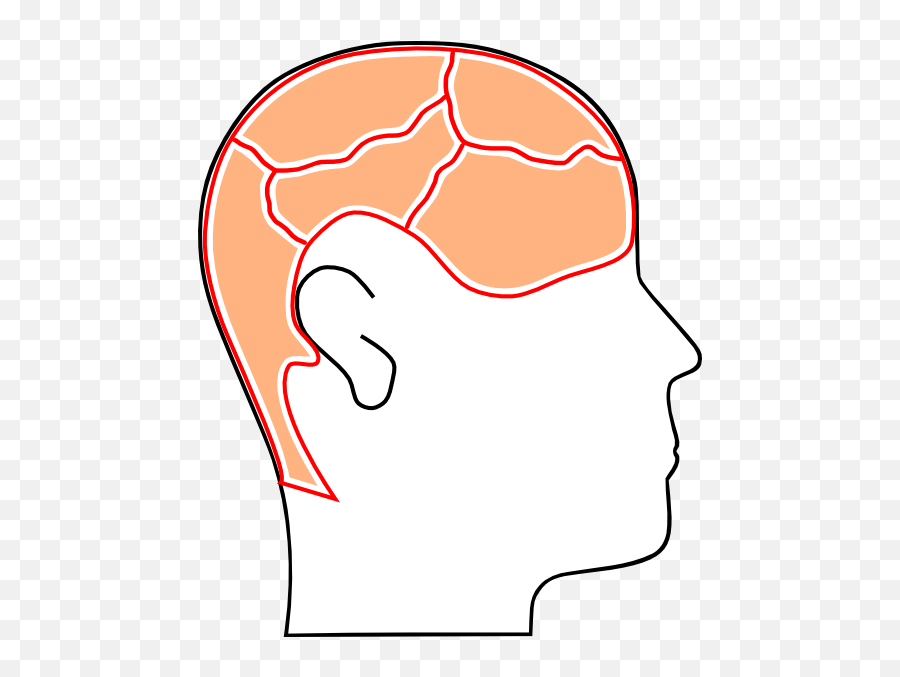 Brain Sections Clip Art - Vector Clip Art Cognition Cartoon Png,Cartoon Brain Png