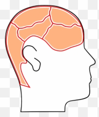Brain Sections Clip Art - Vector Clip Art Cognition Cartoon Png,Cartoon Brain Png
