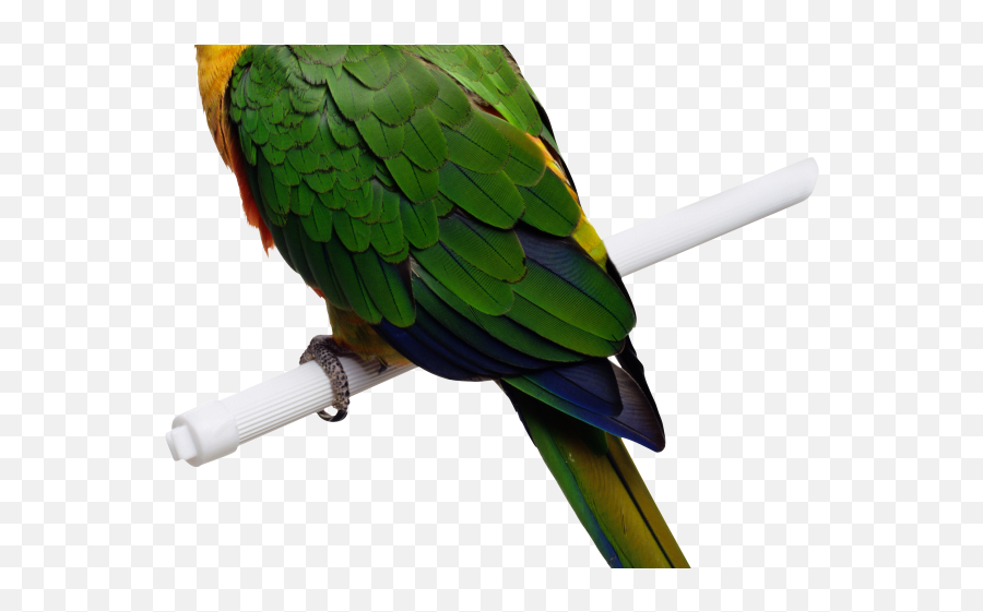 Macaw Png Transparent Images - All Animal That Can Fly Yellow Green Parrot,Macaw Png
