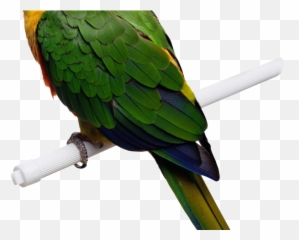 Macaw Png Transparent Images - All Animal That Can Fly Yellow Green Parrot,Macaw Png