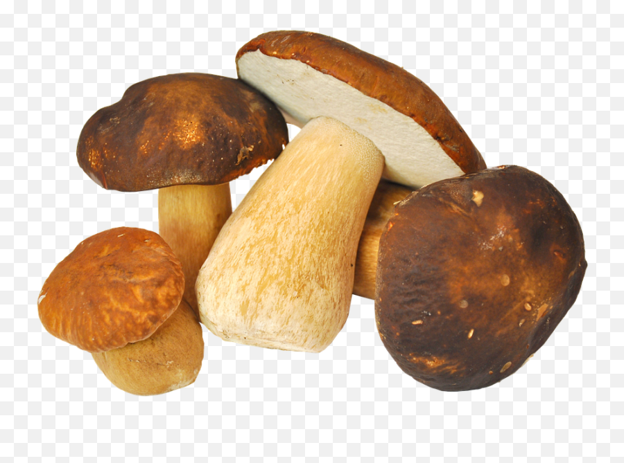 Mushroom Porcini Mushrooms Forest - Free Photo On Pixabay Jamur Porcini Png,Mushroom Transparent
