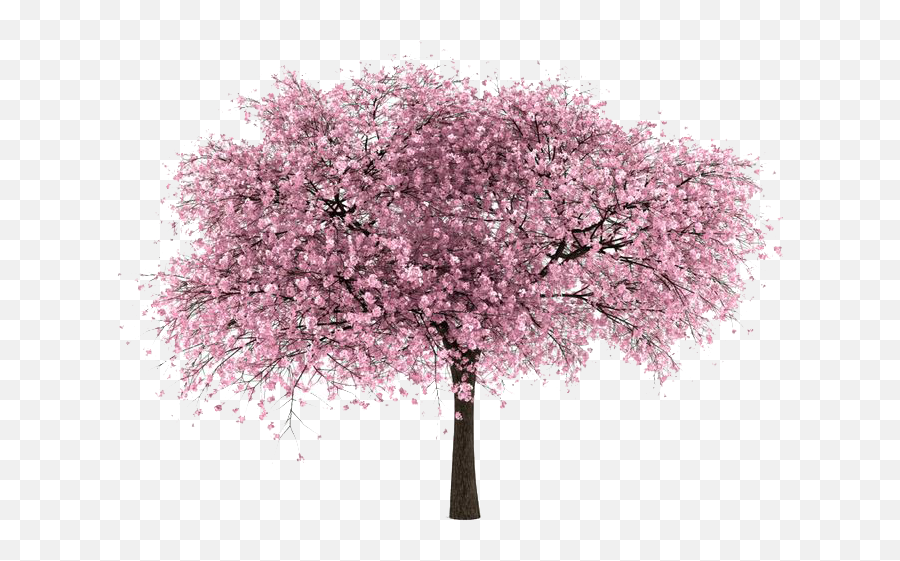 Cherry Blossom Tree Png - Cherry Blossom Tree Png,Cherry Tree Png