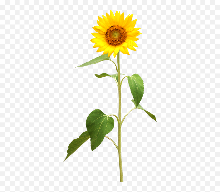 My Webpage - Sonnenblume Png,Sunflowers Png