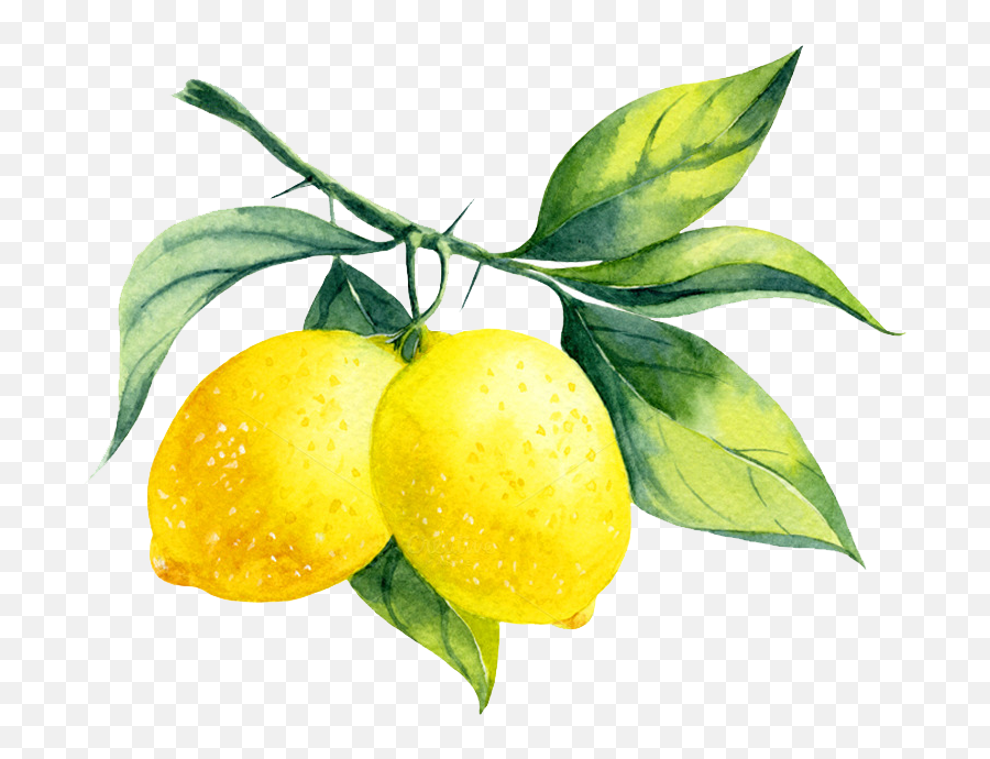Lemon My Envy Blog - Watercolor Lemons Png,Lemon Transparent Background