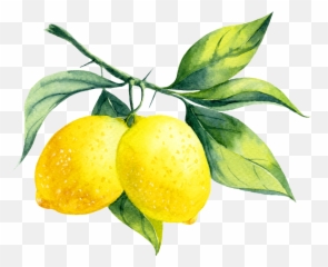 Lemon My Envy Blog - Watercolor Lemons Png,Lemon Transparent Background