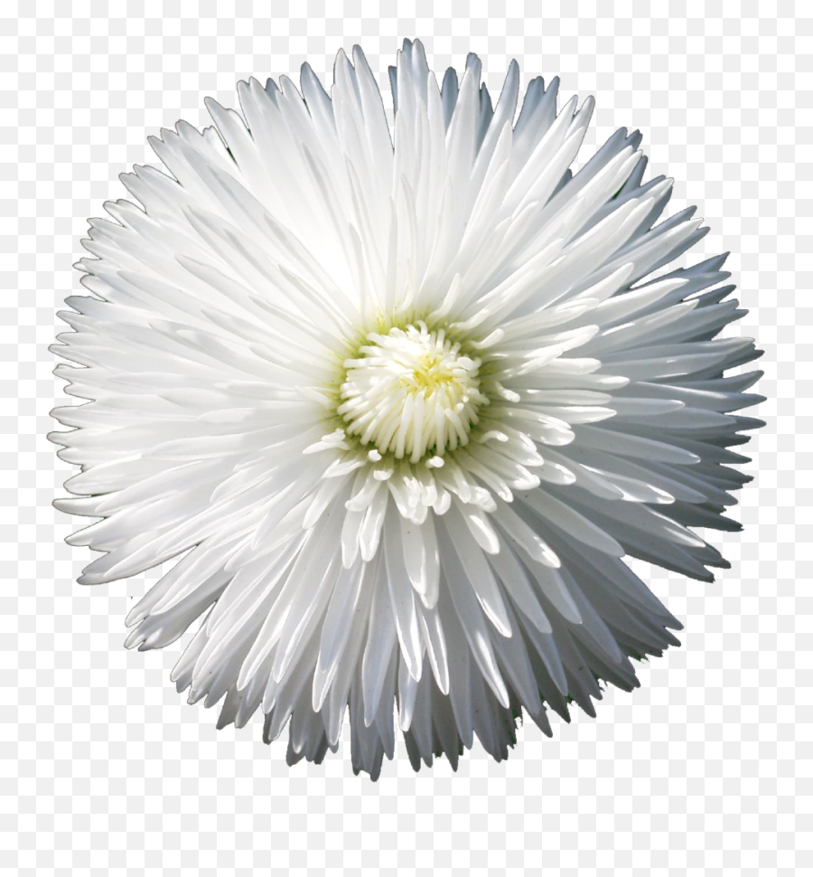 Download The Gallery For U003e Flower Png Tumblr - Flower With Lovely,Flower Tumblr Png