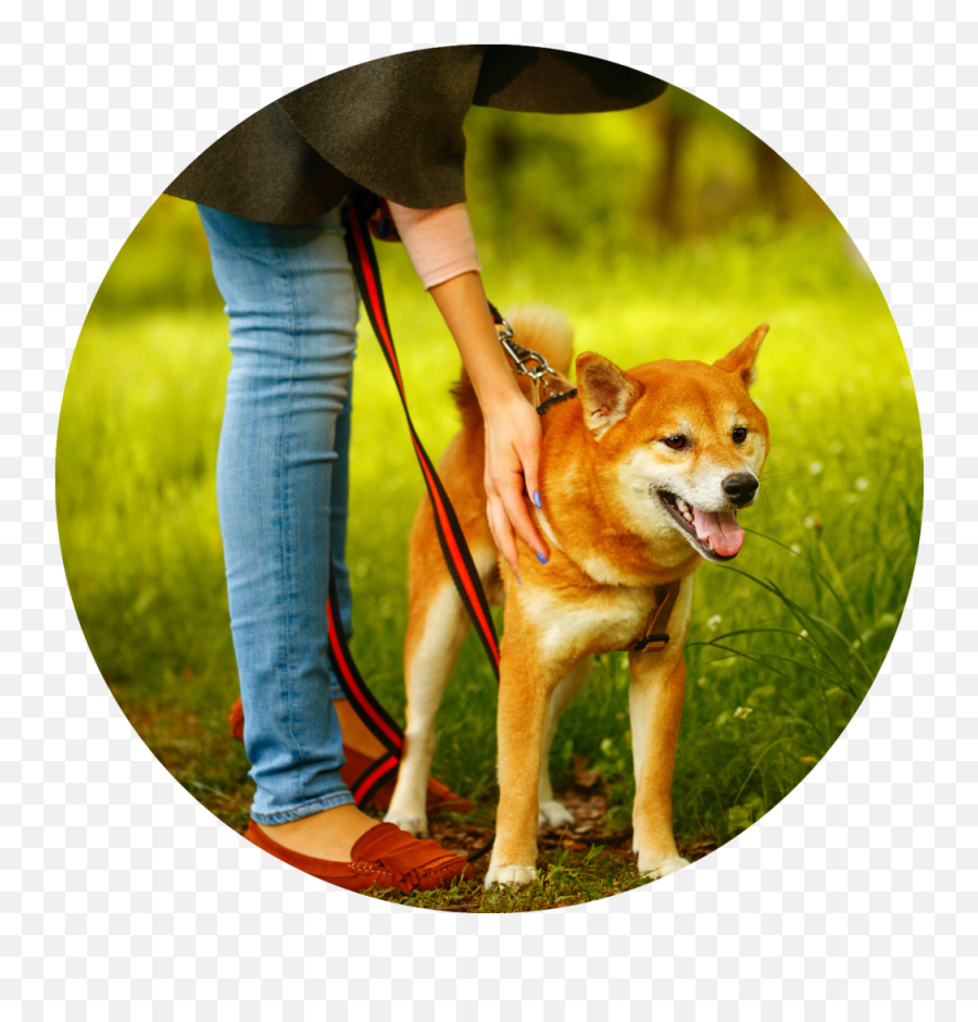 Mixypaws Nyc Dog Walkers - Profissão Criador De Animais Png,People Walking Dog Png