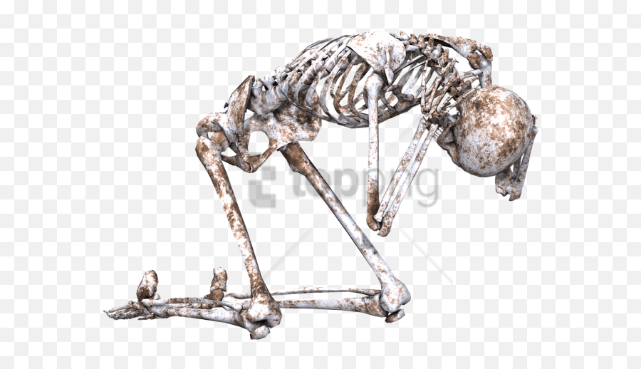Dancing Skeleton - Skeleton Laying Down Png,Dancing Skeleton Png