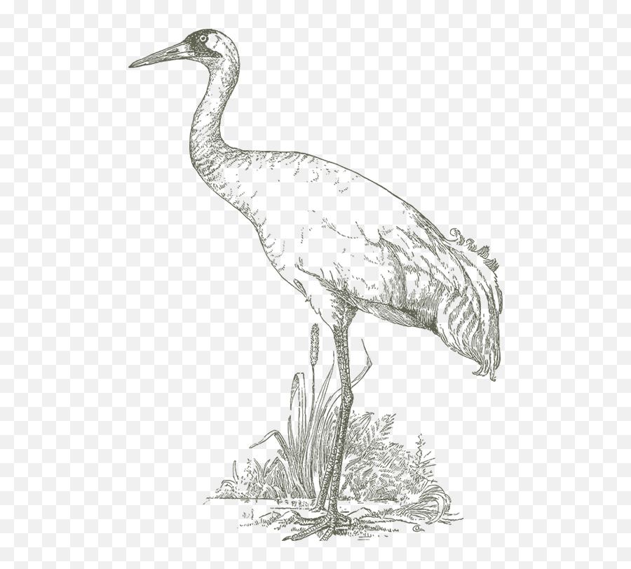 Crane Bird Png - Drawing Of Bird Sanctuary,Crane Bird Png