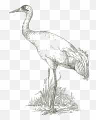 Crane Bird Png - Drawing Of Sanctuary