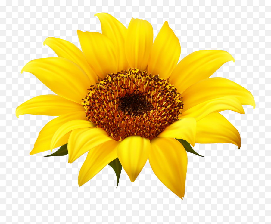 Sunflower Png Image - Transparent Background Sunflower Clipart,Transparent Sunflowers