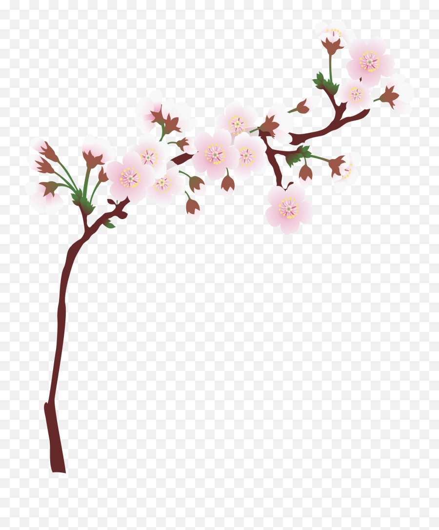 Graphic Library Download Branch - Cherry Blossom Branch Clipart Png,Cherry Blossom Branch Png