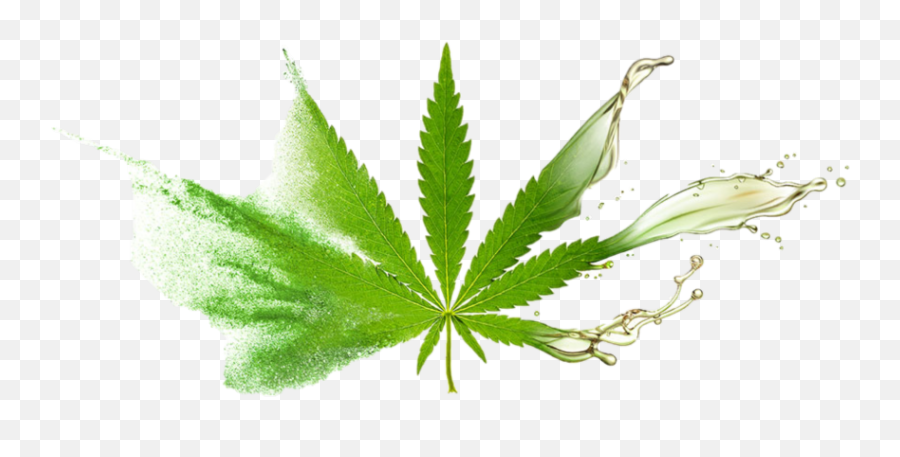 Cbd 2 U Online U2013 Shop Png Marijuana Leaf Transparent