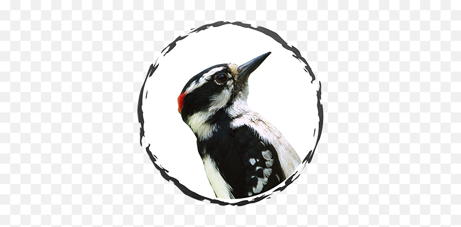 Exodus Exterminating - Hairy Woodpecker Png,Woodpecker Icon
