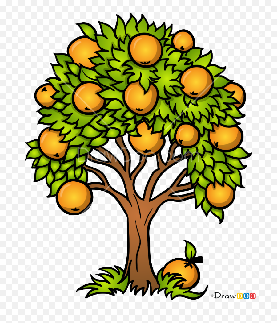 Download How To Draw An Orange Tree - Easy Orange Tree Drawing Png,Orange Tree Png