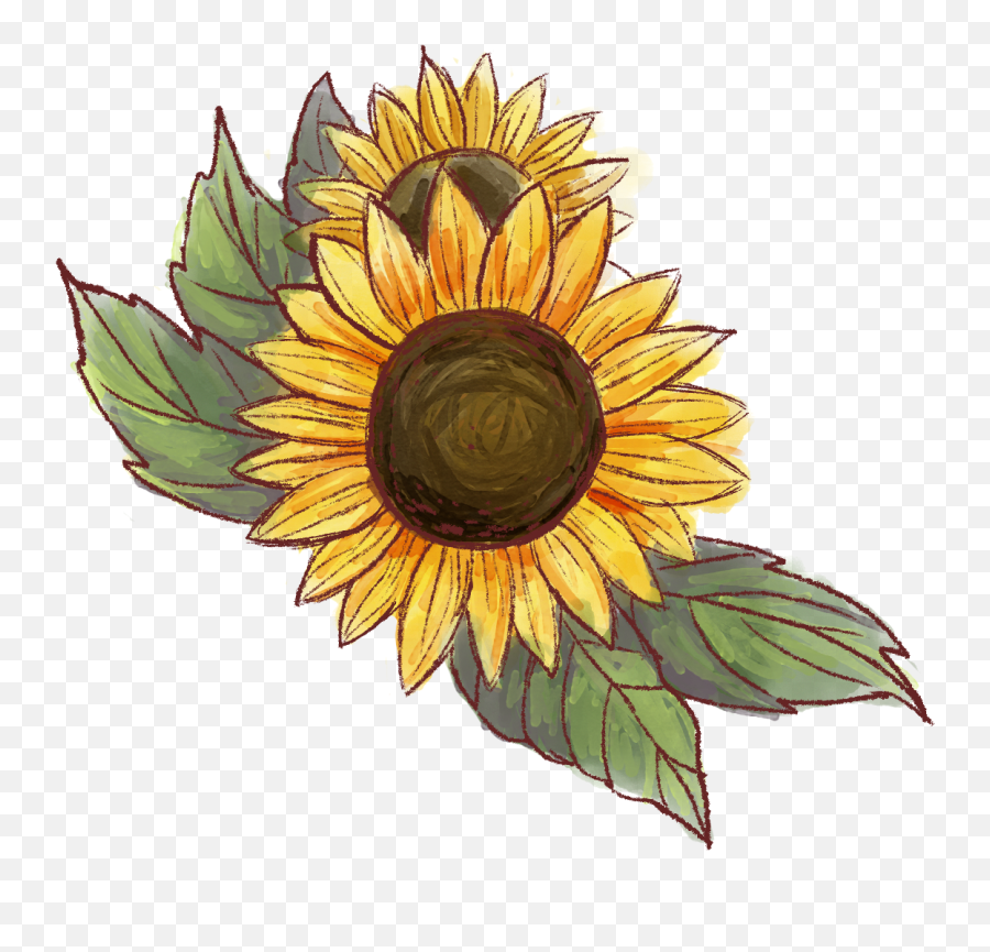 Rayn Deodorant Worry - Free Natural Protection Portable Network Graphics Png,Watercolor Sunflower Png