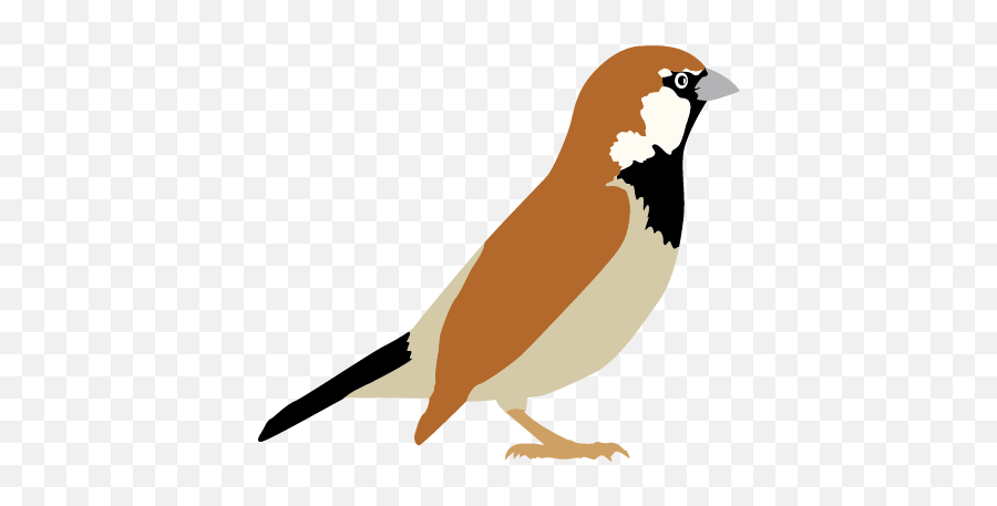 Sparrow Transparent Png - Sparrow Clipart Png,Sparrow Png