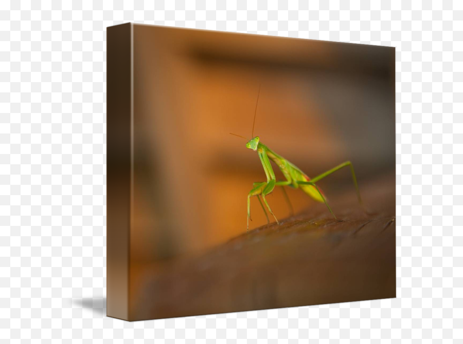 Praying Mantis By Jen Wheeler - Cricket Png,Mantis Png