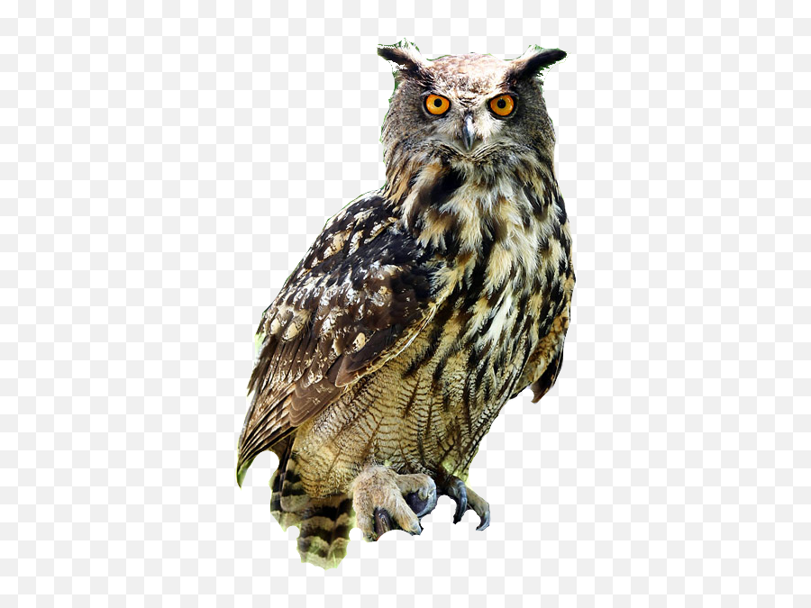Download Owl Png Free - Free Transparent Png Images Owl Png,Owl Transparent