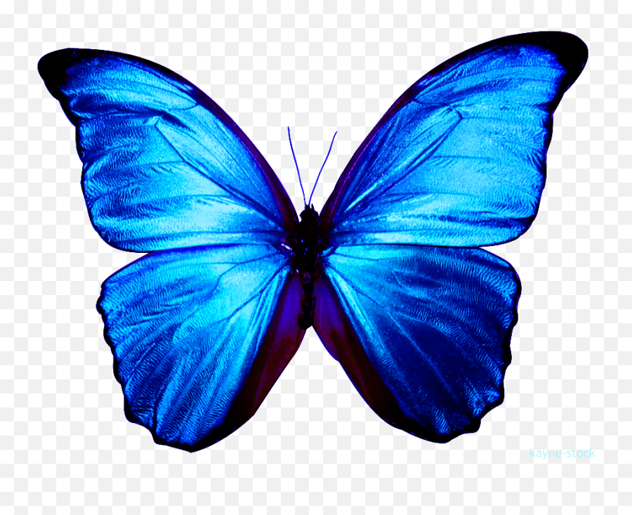 Blue Butterfly Clipart Png Download - Blue Butterfly Transparent,Butterfly Png Clipart