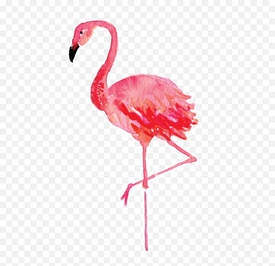 Flamenco Tumblr - Sticker By Lmigçï Flamingo Drawing Watercolor Png,Flamenco Png