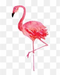 Flamenco Tumblr - Sticker By Lmigçï Flamingo Drawing Watercolor Png,Flamenco Png