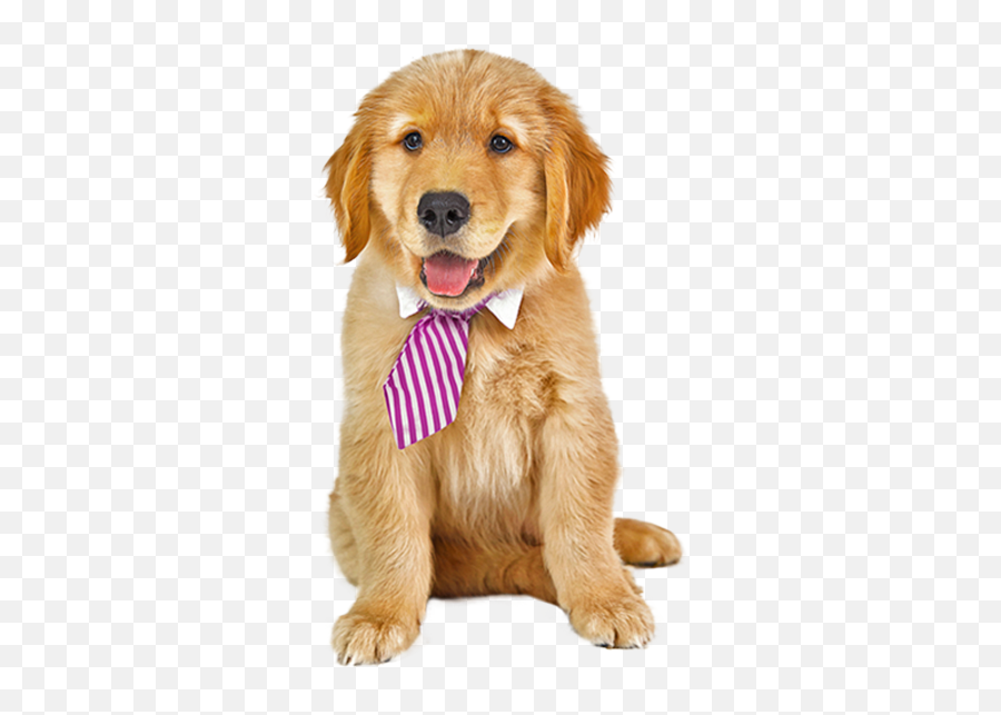 Petlovers2 - Dog Png,Cachorro Png