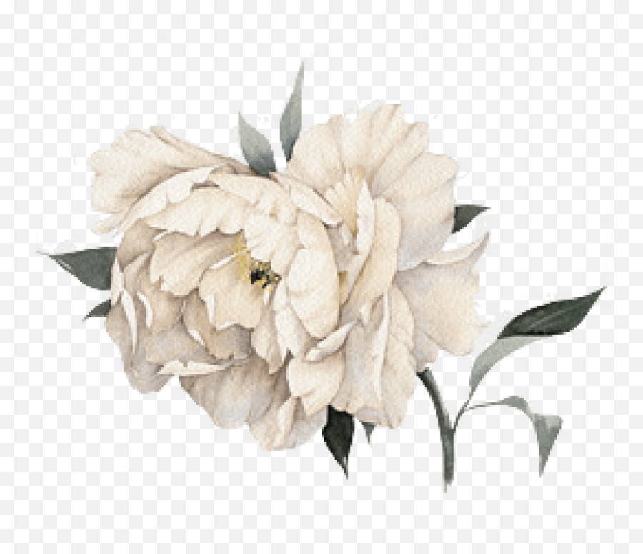 White Flower Watercolor Png - Watercolor White Flower Transparent,Water Color Png