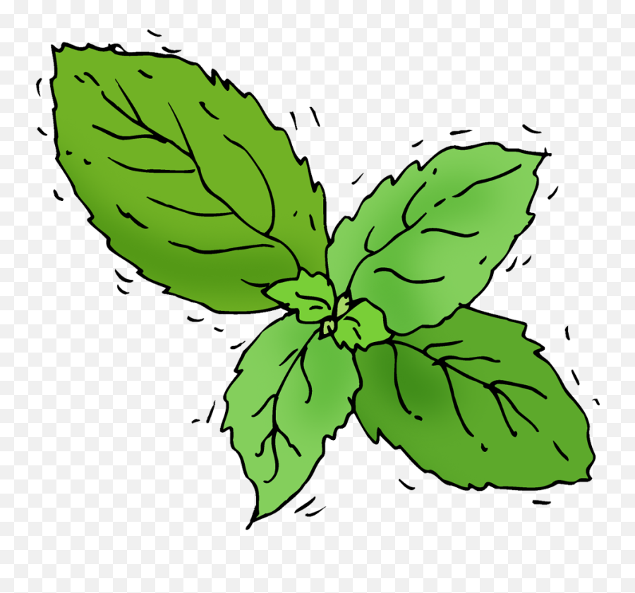 Basil - Illustration Transparent Cartoon Jingfm Basil Illustration Png,Basil Png