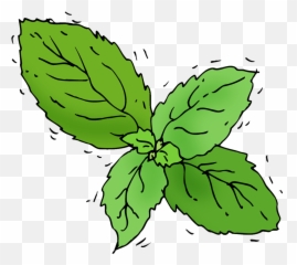 Basil - Illustration Transparent Cartoon Jingfm Basil Illustration Png,Basil Png