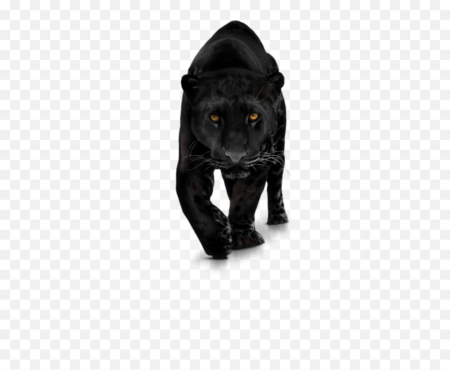 Png Photo X Panther Transparent - Animal Black Panther Png,Panther Transparent