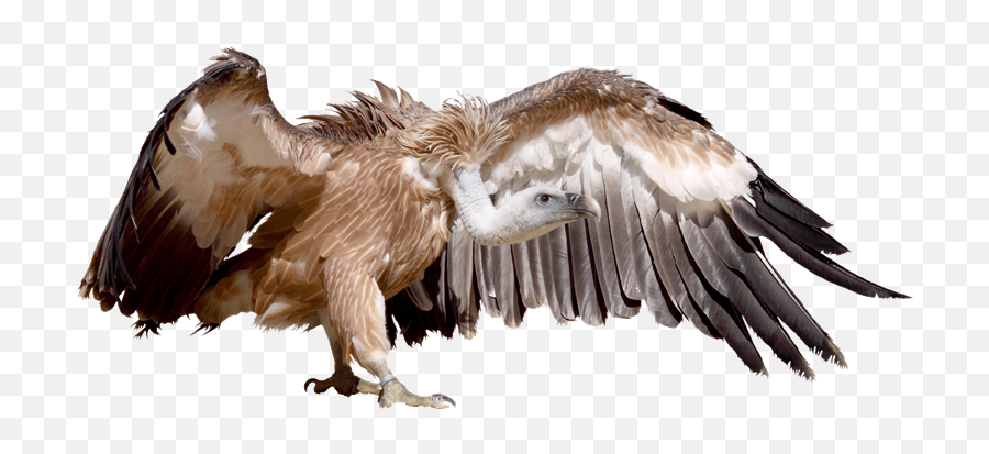 African Wildlife Poison Database Website - Hawk Png,Vulture Png