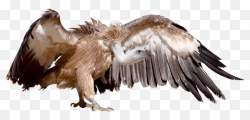 African Wildlife Poison Database Website - Hawk Png,Vulture Png