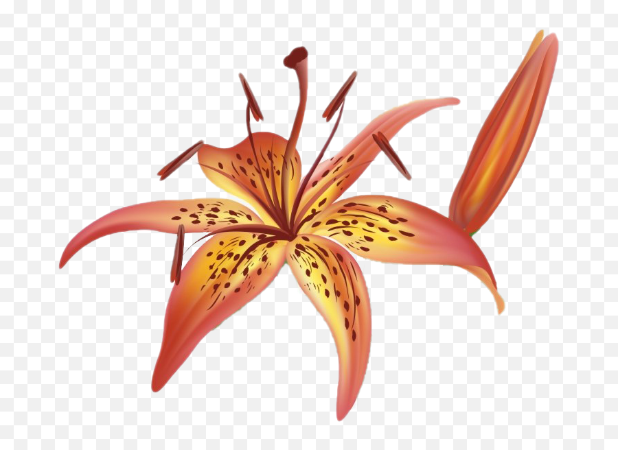 Lilium Png Transparent Images All - Royalty Free Tiger Lily Flower Orange Calla Lily Clipart,Lily Transparent