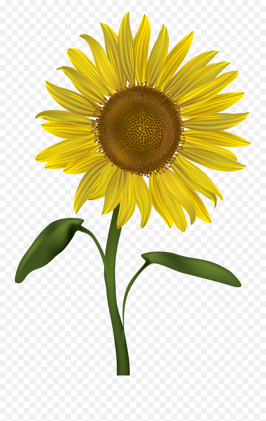 Library Of Transparent Png Svg Files - Transparent Background Sunflower Transparent,Plant Transparent Background