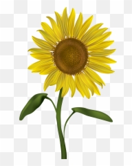 Library Of Transparent Png Svg Files - Transparent Background Sunflower Transparent,Plant Transparent Background