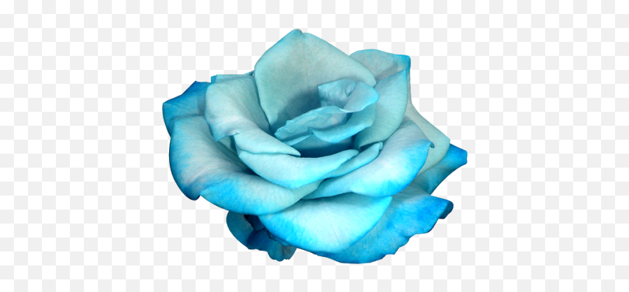 Blue Rose Discovered - Pale Blue Flower Png,Blue Rose Png