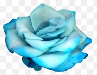 Blue Rose Discovered - Pale Blue Flower Png,Blue Rose Png